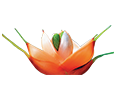 Betelnut