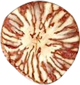 Betelnut